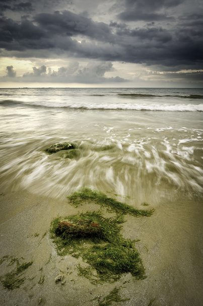 морские водоросли на береговой линии с волной, кружащейся на берегу
 - Фото, изображение