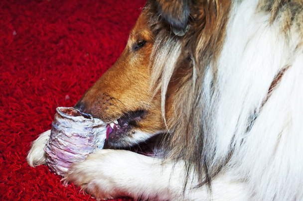 Collie Köpek ısırıkları yutak - Fotoğraf, Görsel