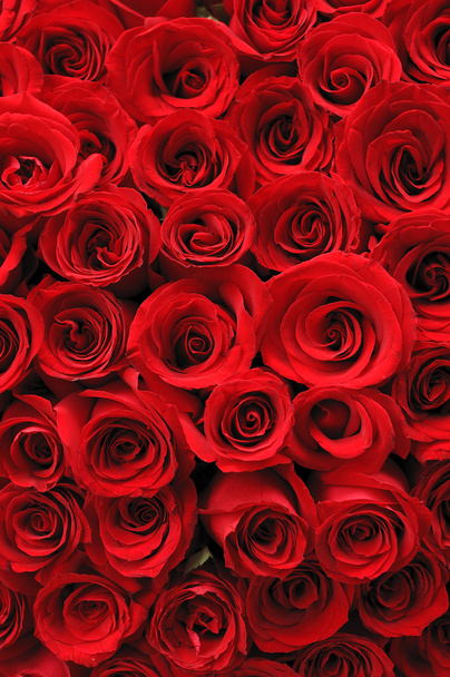 tło czerwone róże - Zdjęcie, obraz