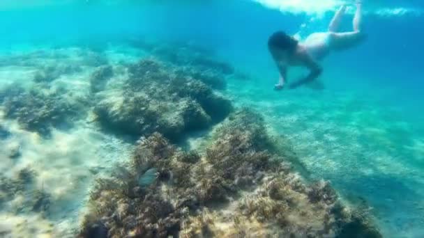 Potápění v moři exotická - Záběry, video