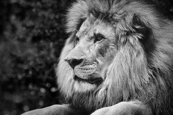 Starker Kontrast Schwarz-Weiß eines männlichen Löwen in königlicher Pose - Foto, Bild