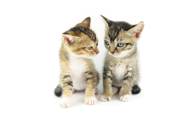két kis cica - Fotó, kép