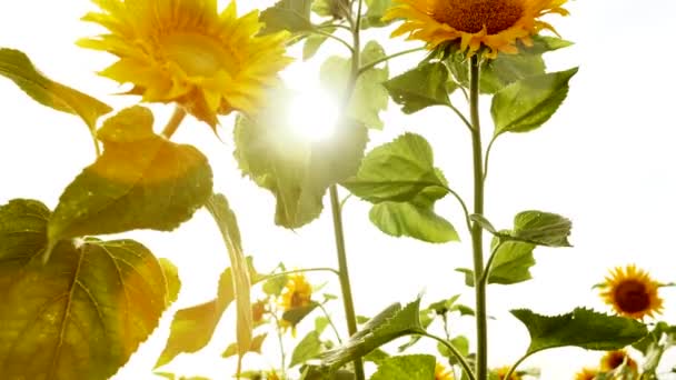 Sonnenblumen mit spärlichem Licht - Filmmaterial, Video
