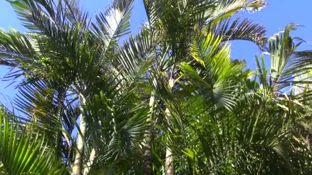 Csomó a Dypsis lutescens pálmák nőnek a parkban - Felvétel, videó