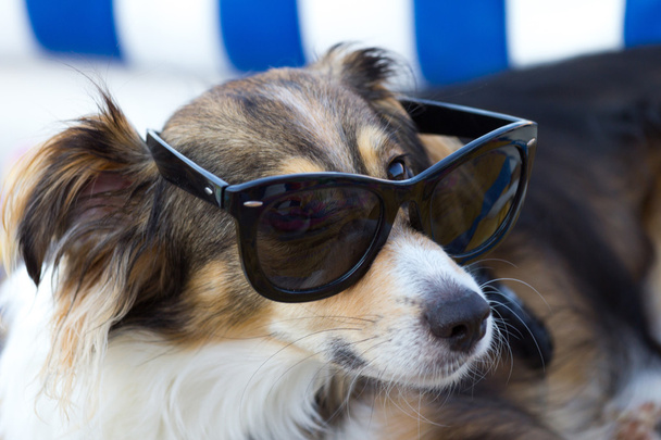 cane che indossa occhiali da sole - Foto, immagini