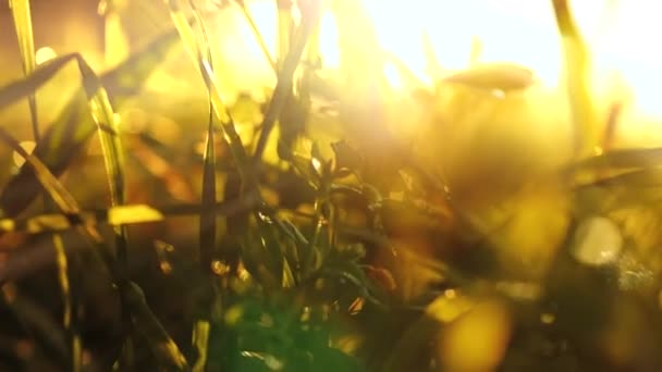 grasveld bij zonsondergang licht - Video