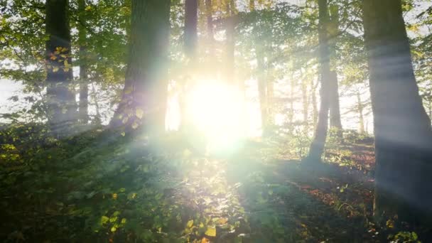 silhouette of autumn trees in forest - Footage, Video
