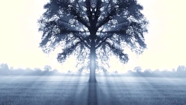 rayos de sol luz a través del árbol
 - Metraje, vídeo