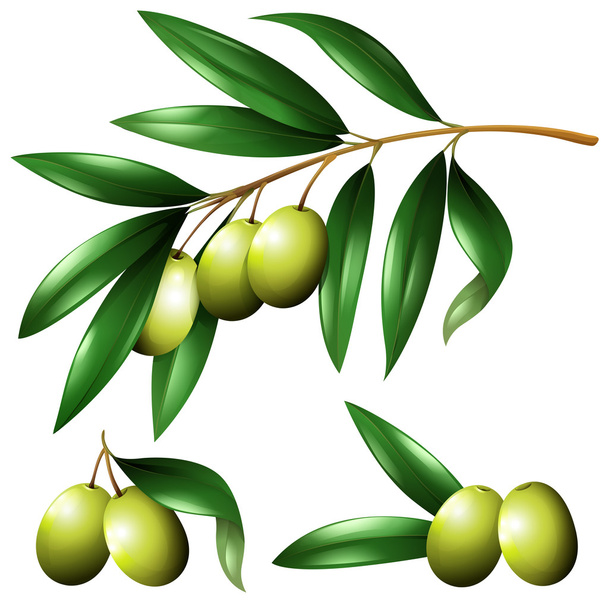 Green olives on the branch - Vector, Image