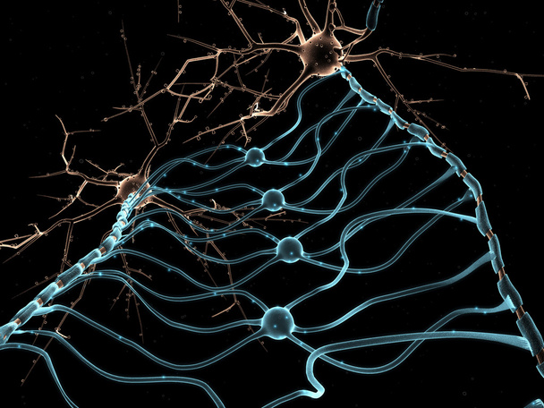 Neuron Oligodendrocytes - Photo, Image