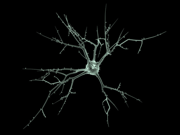 A két neuronok sejttestet - Fotó, kép