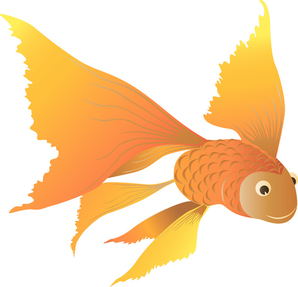 fabulous gold fish - Vector, Image