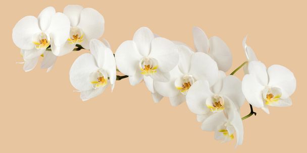 ρομαντικό κλαδί λευκής ορχιδέας - Φωτογραφία, εικόνα