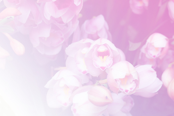 цветущий цветок орхидеи в саду - Фото, изображение