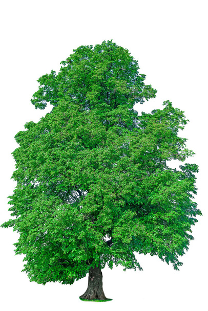 öreg hársfa, zöld levelekkel elkülönítése - Fotó, kép