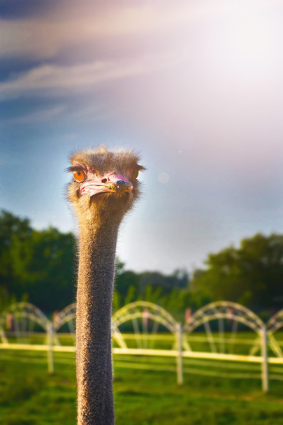 struisvogel kop dier - Foto, afbeelding