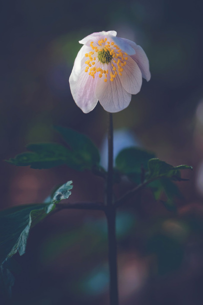 Flor branca (Anemone nemorosa) durante a madrugada
 - Foto, Imagem