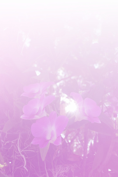 lumière du soleil à travers la feuille de fleur pourpre d'orchidée
 - Photo, image