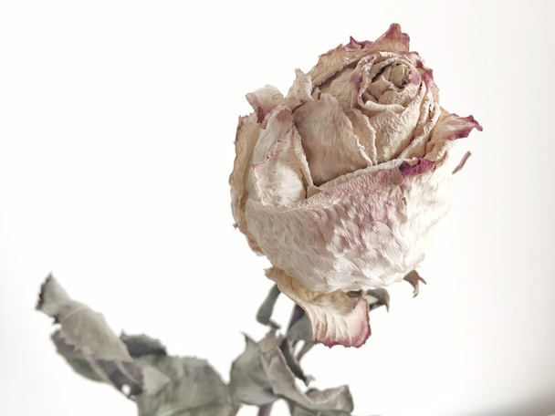 Rosa blanca seca
 - Foto, Imagen