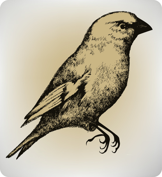 Beautiful bird, hand drawing, vector illustration. - Vector, imagen