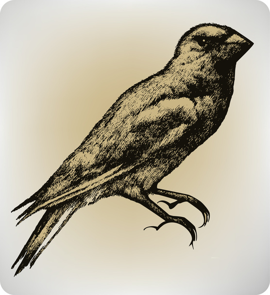Bird, hand drawing, vector illustration. - Vector, imagen