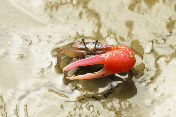 Un cangrejo violinista rojo
 - Foto, Imagen