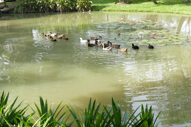 kachna plavání v rybníku - Fotografie, Obrázek