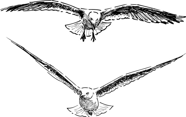 flying gulls sketch - Vektör, Görsel