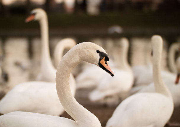 Group of swans - Photo, Image