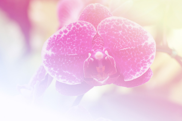 квітуча квітка фаленопсису
 - Фото, зображення