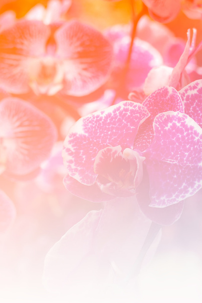 flor de orquídea falaenopsis florescente
 - Foto, Imagem