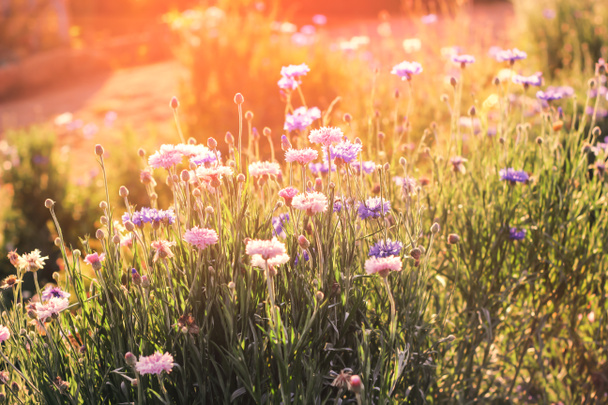 Beautiful flowers with sun lighting scene - Photo, Image