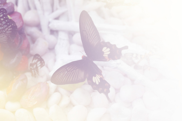 mariposa sobre piedra blanca
 - Foto, imagen