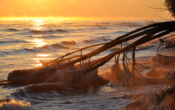 1 月ポーランドと冷凍の倒れた木でのバルト海上 Sunrisesky - 写真・画像