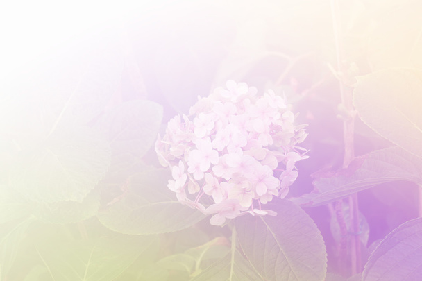 kvetoucí hortenzie květ - Fotografie, Obrázek