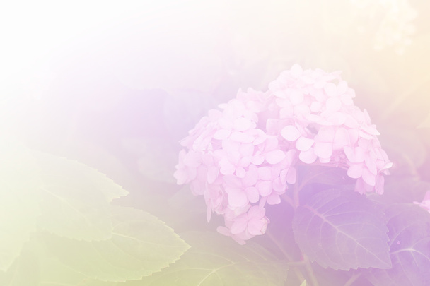 kukkiva hortensia kukka
 - Valokuva, kuva