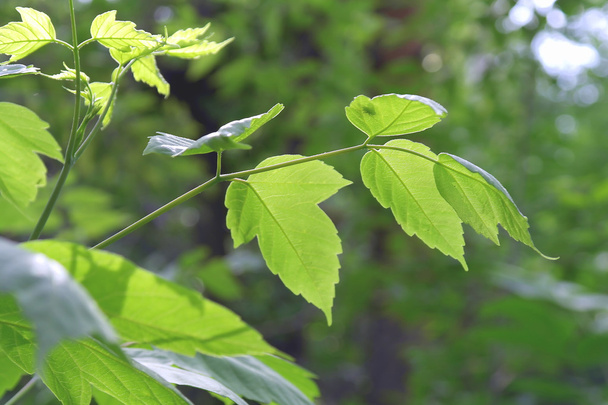 Green leaves, shallow DOF - Zdjęcie, obraz