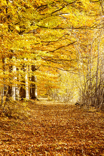 Autumn road in the beech forest,nature landscape - Фото, изображение