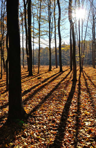 shadows of trees on yellow fallen leaves - Photo, Image