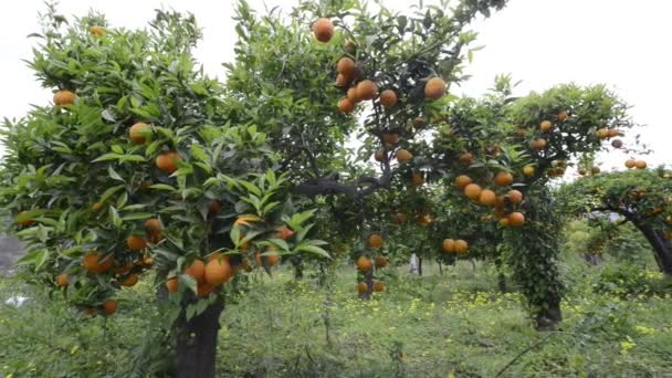 A gazdaságban a narancsfák - Felvétel, videó