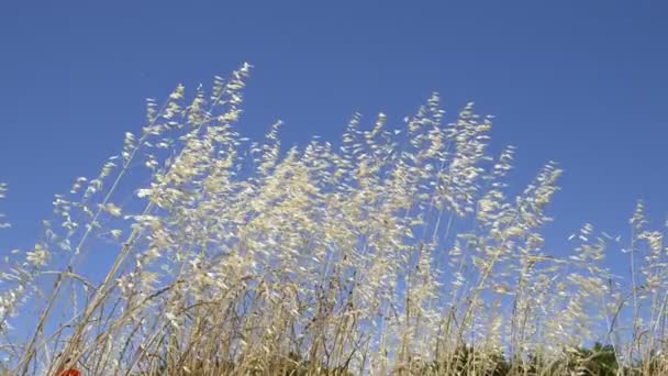 Κίτρινο και λευκό ψηλό χόρτο φυσά ο άνεμος - Πλάνα, βίντεο