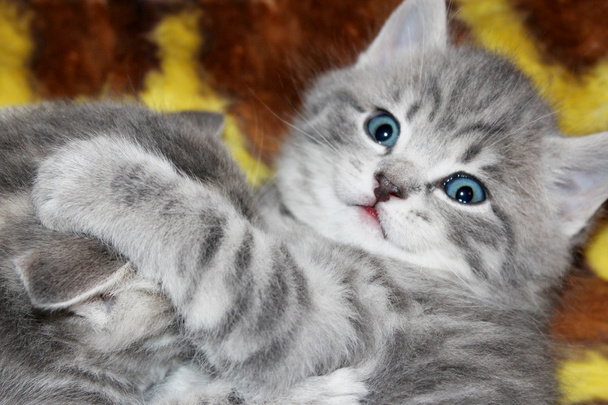 mały kotek rasy Scottish prosto - Zdjęcie, obraz