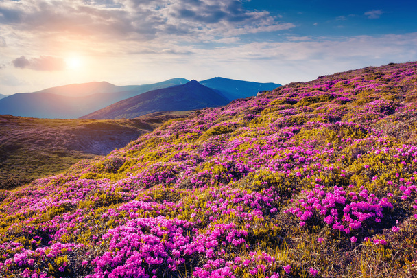 View of magic pink rhododendron flowers - Foto, Imagem