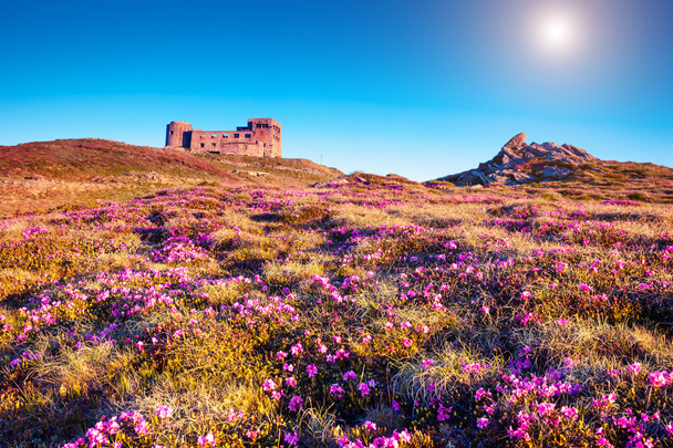 Вид на чарівні рожеві квіти рододендрона
 - Фото, зображення