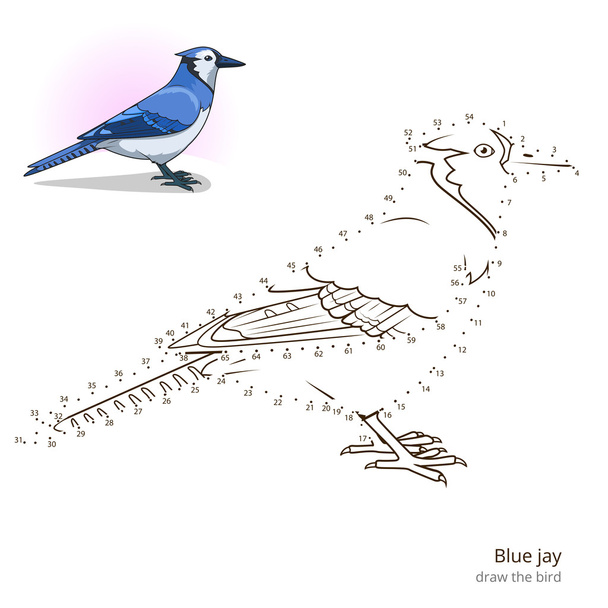 Blue jay bird learn to draw vector - Vetor, Imagem
