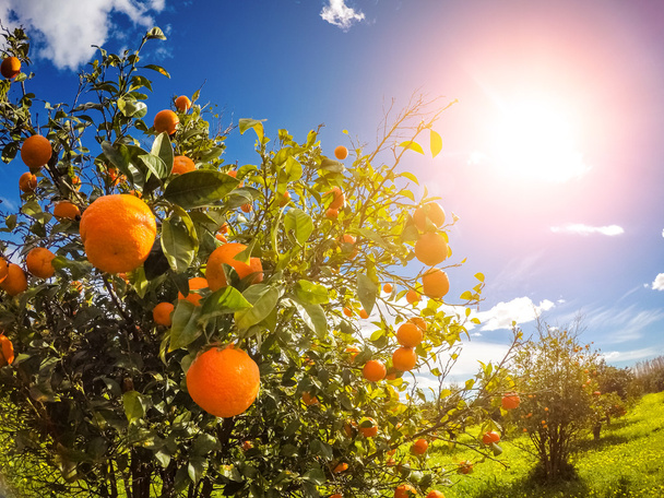 オレンジの庭の素晴らしい眺望 - 写真・画像