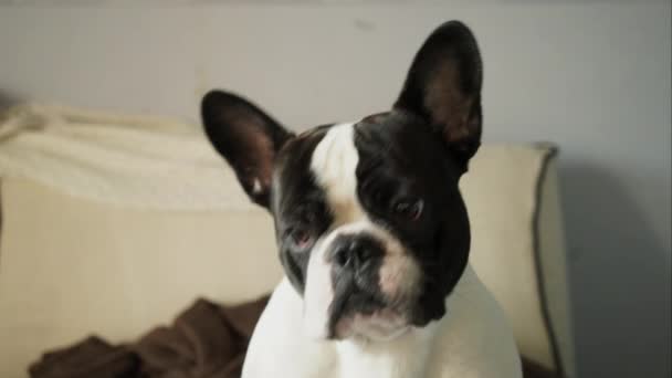 Französische Bulldogge schaut genau in die Kamera - Filmmaterial, Video