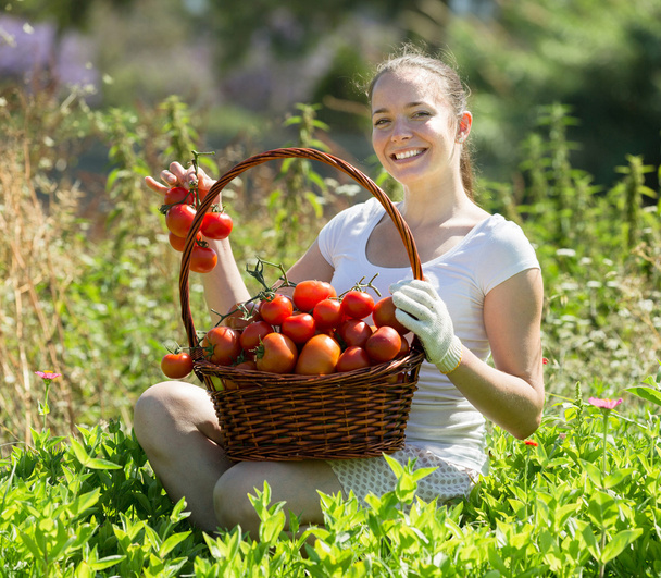 woman picking tomatoes - Foto, afbeelding