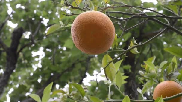 Pomarańczowe drzewa na farmie - Materiał filmowy, wideo