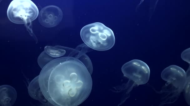 Jellyfish Underwater Footage with glowing medusas moving around - Πλάνα, βίντεο